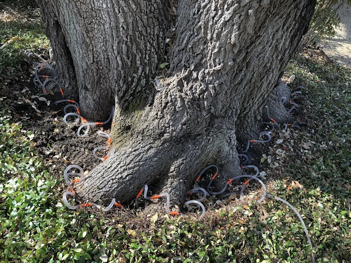 Detailed Tree Cabling and Bracing job site in Muddy