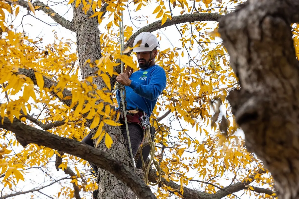 Skilled Tree Trimming crew working in Muddy